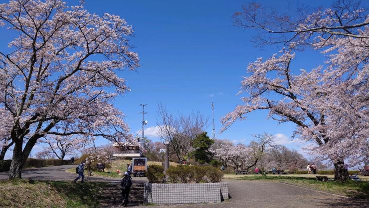 園内開花状況(R74.16)