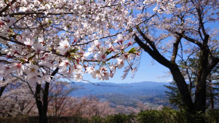 ソメイヨシノ（R7.4.16）