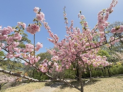 フクロクジュ。ボンボンが枝に付いているような桜。
