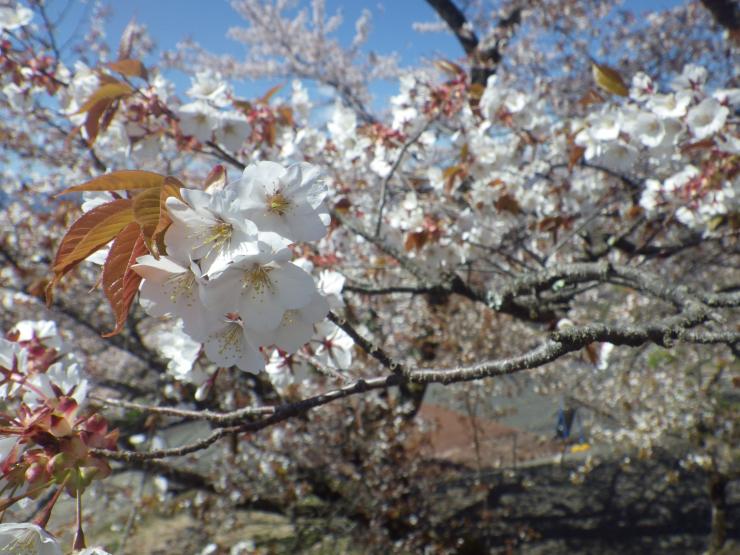 ヤマザクラ満開