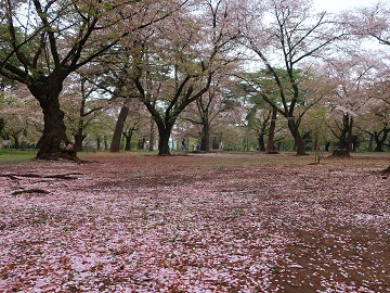 サクラの花びら