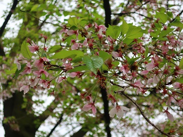 葉桜の