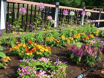 白鳥池脇の花壇