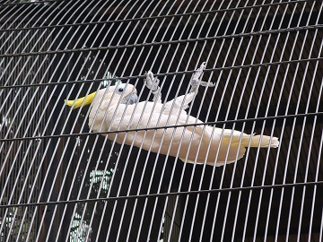 タイハクオウム