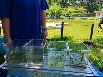 調査中の水生生物
