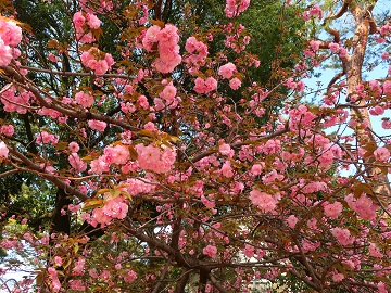 野球場外構正門