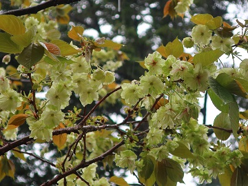 ウコンザクラの枝