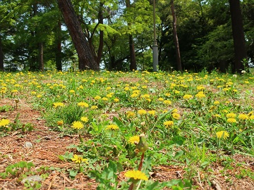 タンポポの群落