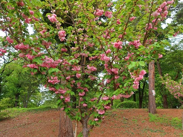 コウカザクラの枝