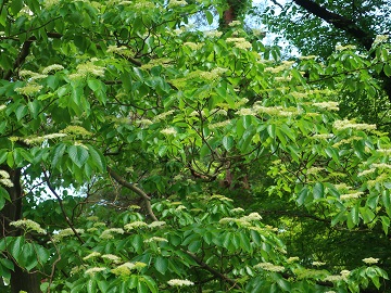 花序をたくさんつけた枝