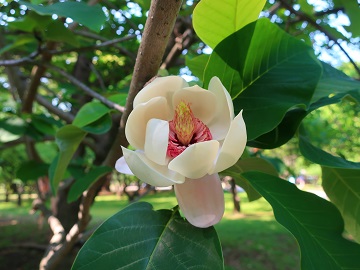 上向きに咲いた花