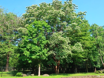 シマサルスベリの木