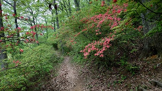 ツツジ園地の小径の様子。2~3分咲き程度。