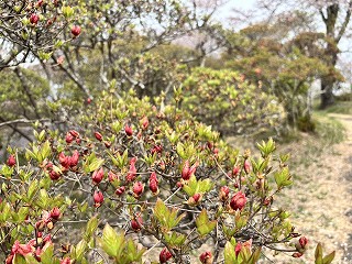 朱色のヤマツツジのつぼみ。開花間近の様子