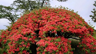 満開のヤマツツジの株。朱色の花が緑色の葉っぱの中で良く映える。