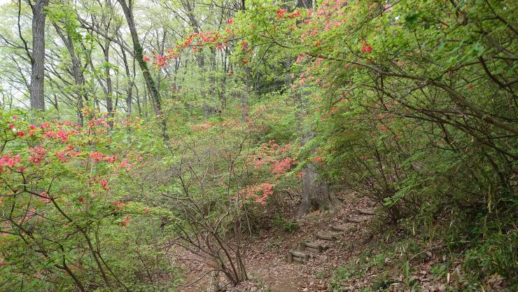 ツツジ1分咲き（R7.4.24ツツジ園地）