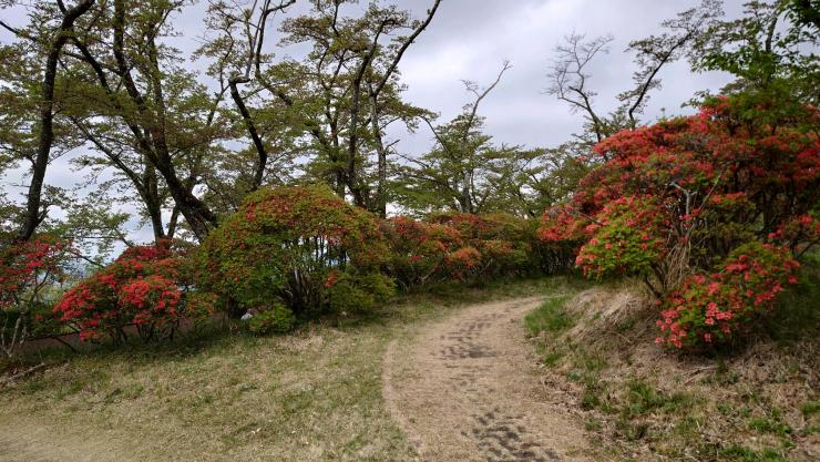 ツツジ3分咲き（R7.4.24エントランス広場）