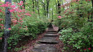 石段の両端に道を囲うようにヤマツツジが生えている。新緑の緑色に朱色がよく映える。