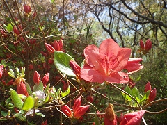 咲き始めのヤマツツジのアップ写真。