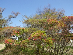 エントランス広場の日当たりの良い場所に植わっているヤマツツジの株。紅いつぼみが多くついている。