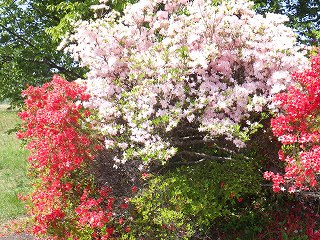 薄いピンク色と朱色のヤマツツジの株。