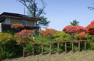エントランス広場にあるヤマツツジ。柵の向こう側に一列にいくつかヤマツツジの株が植わっている。