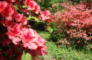 手前にも奥にもヤマツツジが写っている。手前はのヤマツツジはぼやけている。