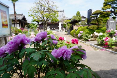 牡丹立岩寺1