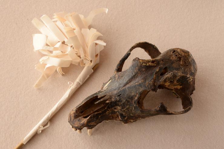 秩父山地のニホンオオカミ標本（長瀞町、個人蔵）