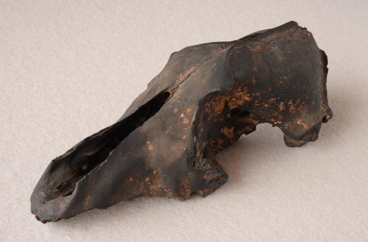 秩父山地のニホンオオカミ標本（ときがわ町、個人蔵）