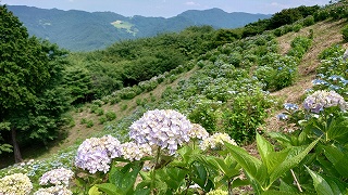 薄紫色のアジサイと背後には青色のアジサイの斜面。