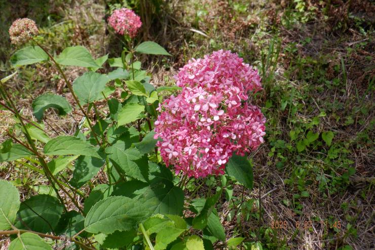 ピンク色のアナベル(0627)