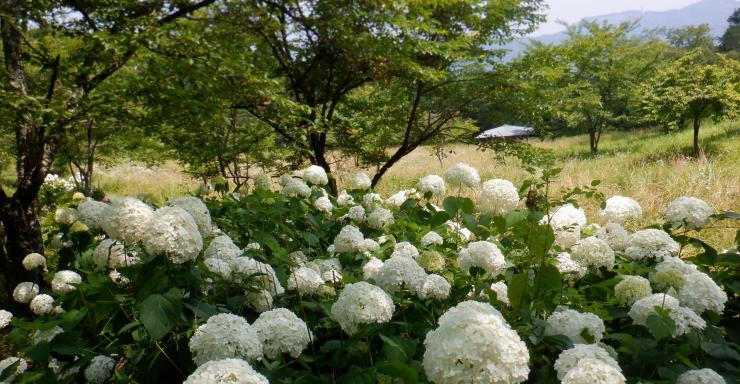 白さが際立つアナベルの群落