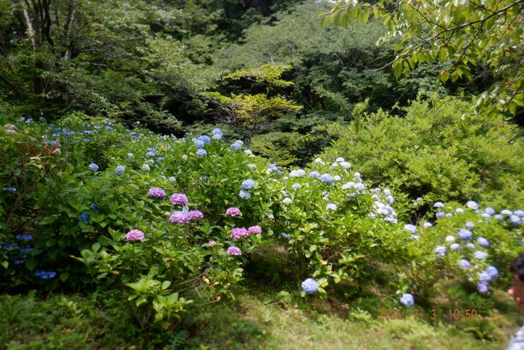 山中のアジサイ(濃い青色、赤紫色、薄い青色)