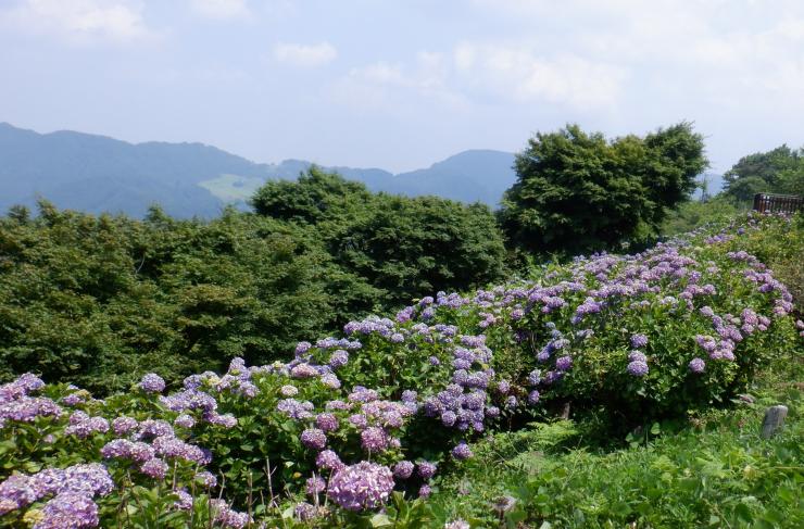青紫色のアジサイの群落と後方に秩父山地