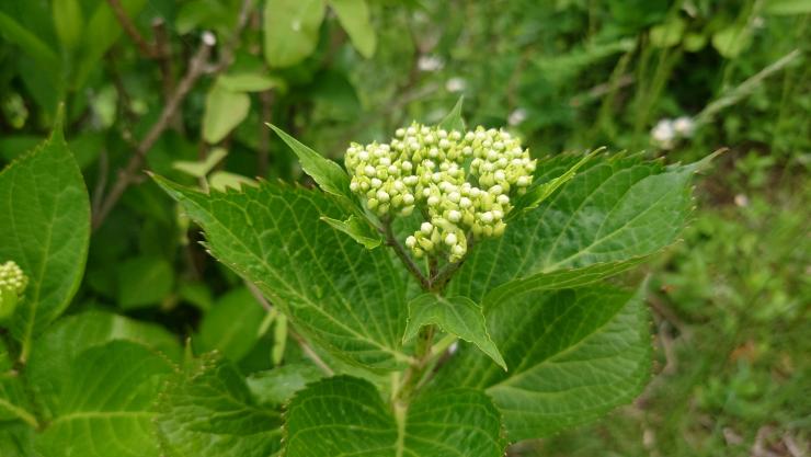 アジサイつぼみアップ（0523）