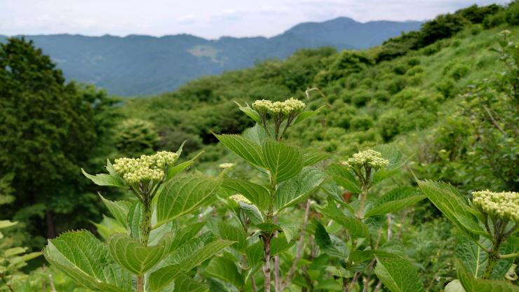 アジサイつぼみ(0523)