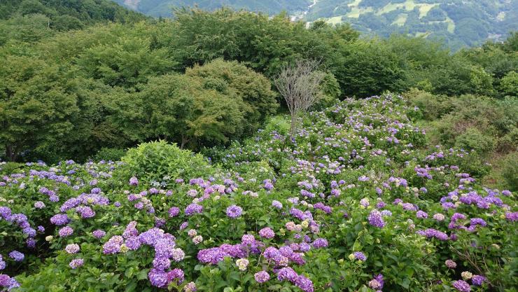 東展望台下からアジサイを見降ろした様子（0627）