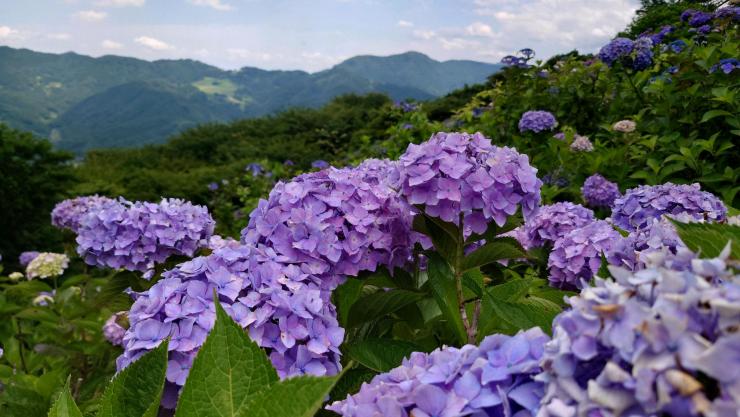 紫色のアジサイアップ（0627）