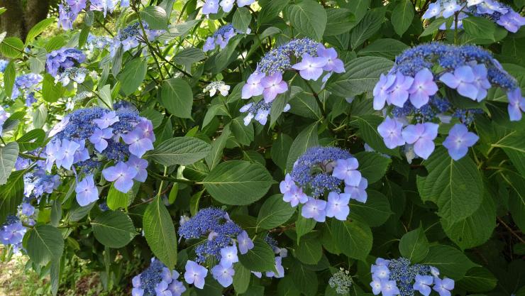 青紫色のガクアジサイが多数咲いている(0627)