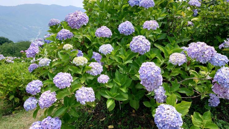 青紫色と白色のアジサイ