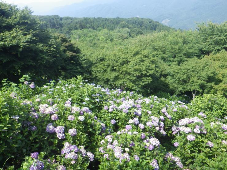 東展望台下の紫陽花は色あせている(令和7年7月7日)