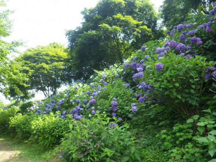 木陰の斜面一面に咲く紫色の紫陽花（令和7年7月7日）