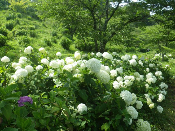 見頃継続中のアナベル(令和7年7月7日)