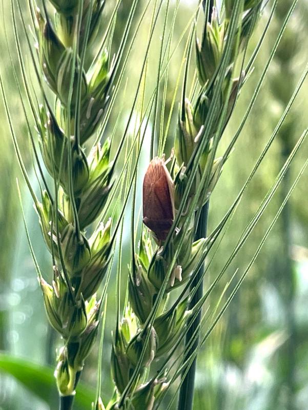 小麦を吸汁するイネカメムシ1