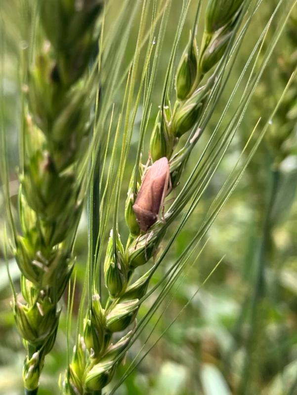 小麦を吸汁するイネカメムシ2