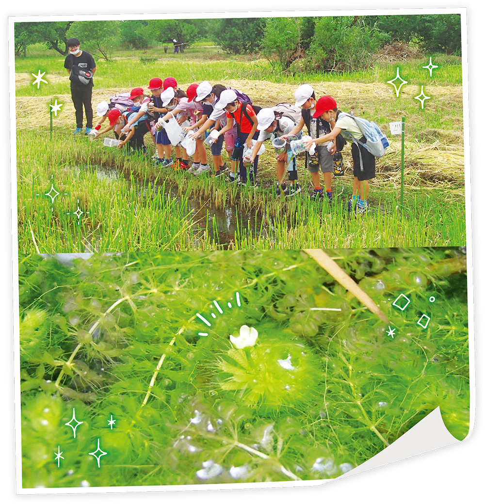 彩の国だより6月号の表紙写真