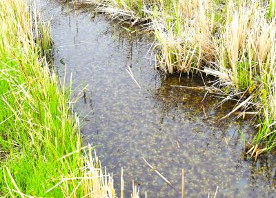 ムジナモ自生地