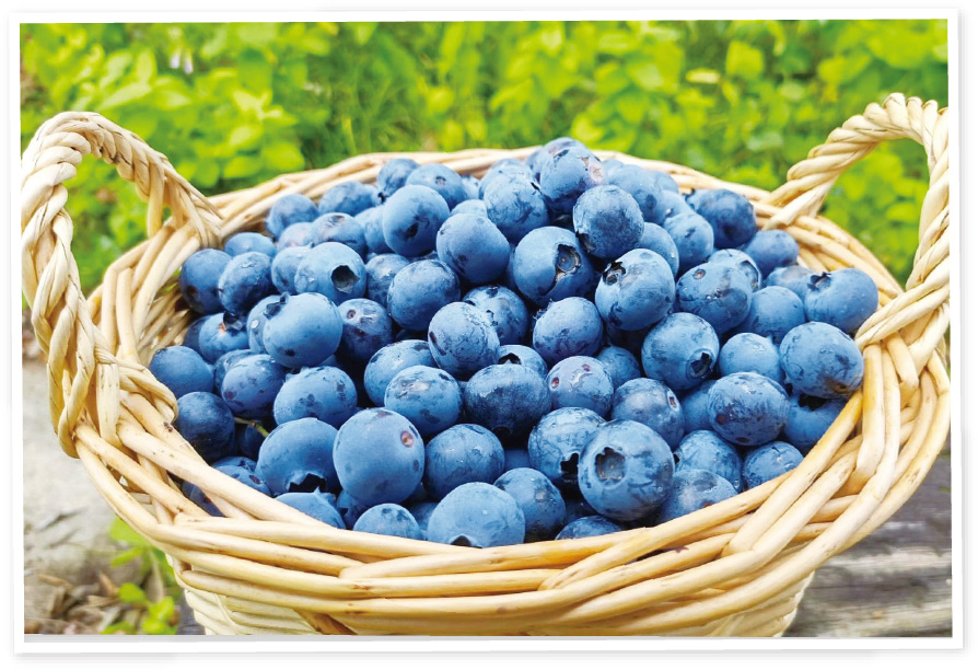 ブルーベリーの写真