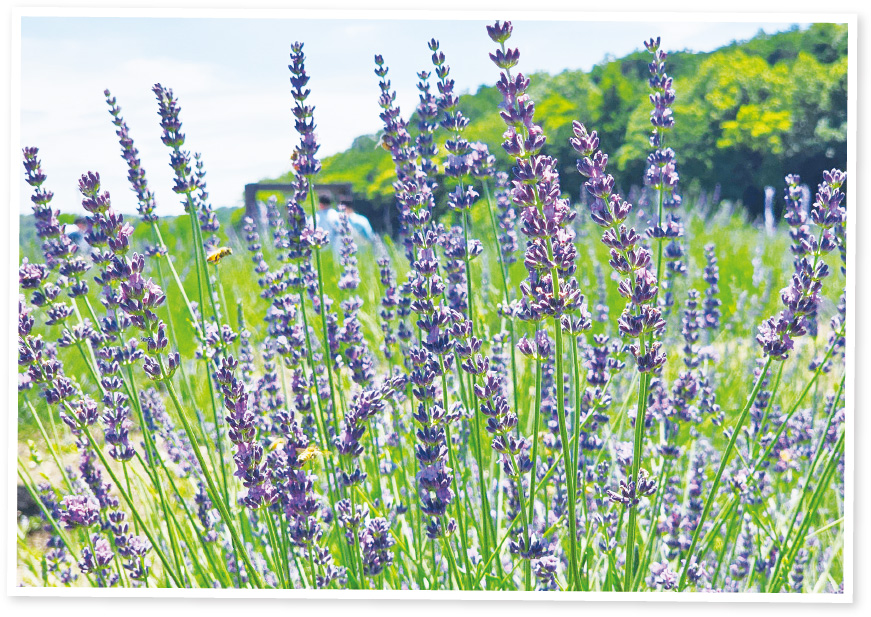 千年の苑ラベンダー園の写真